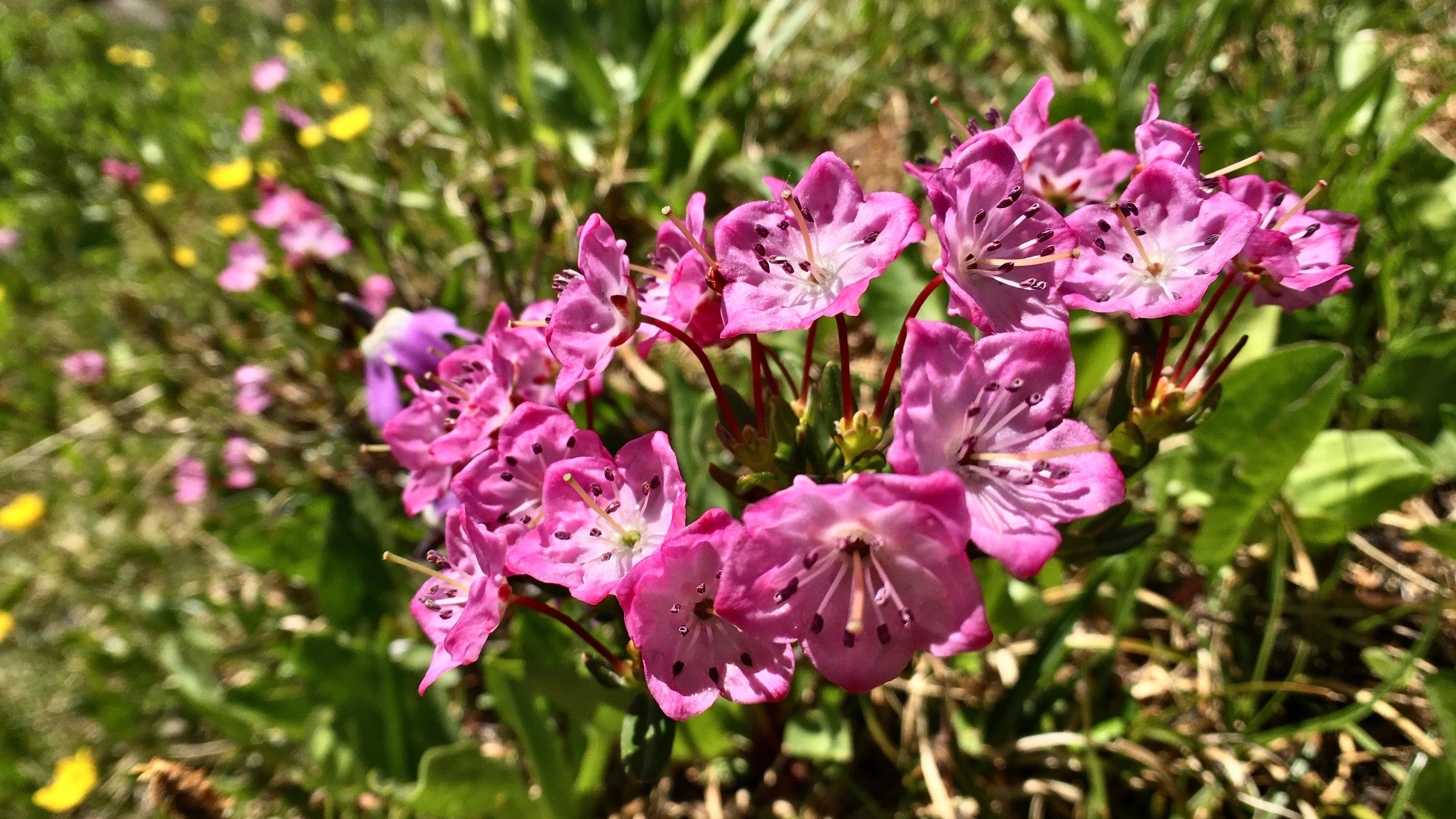 Delicate pink tulips