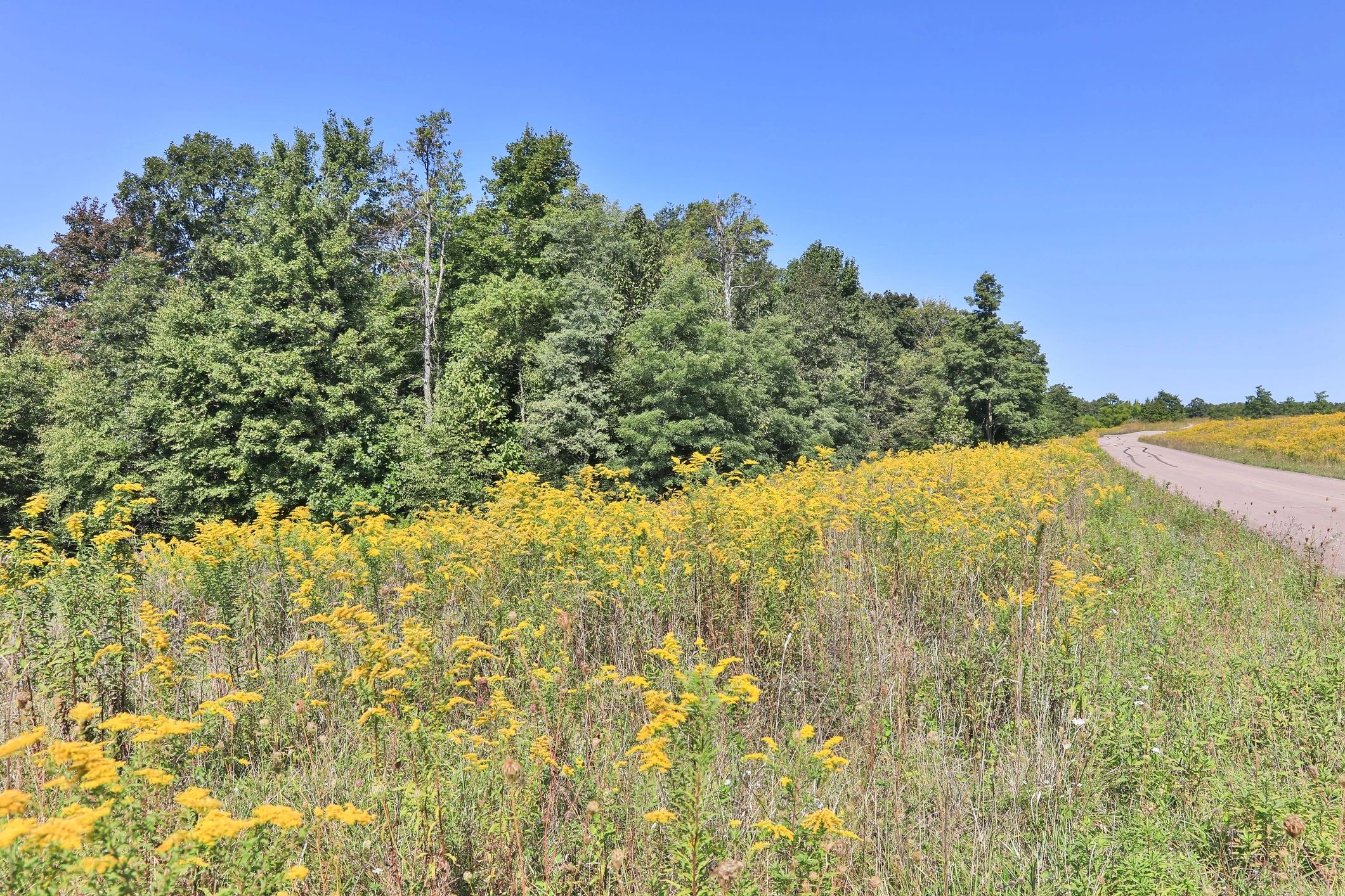 Bright wildflower assortment